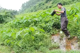 农村小伙这次用蚯蚓，另加点这些小药，放进黄鳝笼，看看收获如何
