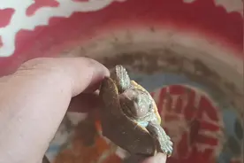 买了两只小乌龟他就是不睁眼咋回事视频封面