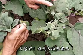 农民大叔展示茄子嫁接西红柿技术，嫁接后一颗植物结两种蔬菜视频封面