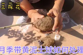 带黄泥土球的月季，我们该如何上盆，黄泥要不要洗掉，下面演示视频封面