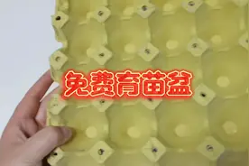 阳台种菜分享几种育苗盆，和买的育苗盘效果一样好，简易又不花钱视频封面