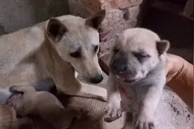 看看我们农村中华田园幼犬的生长过程，太萌太可爱了。视频封面