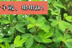 夏天毒蛇出没，拽上一把常见小草就不怕了，一起去认识一下！视频封面