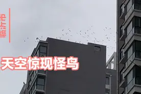 山东临沂天空惊现风中打转怪鸟群！场面很怪异，不知道来历！视频封面