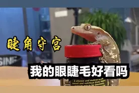开始养有眼睫毛的守宫蜥蜴，性格温顺还爱吃果泥！视频封面