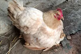 母鸡生鸡仔视频封面