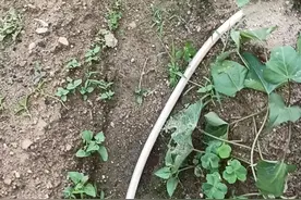 古稀老人自已在家，这是调节心理即修身养性保健的好方式。视频封面