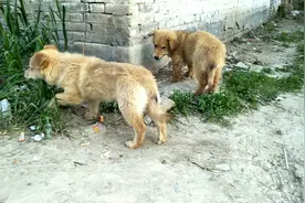 狗狗为什么吃麦苗，知道这是怎么了吗？就让我告诉你们原因吧！视频封面