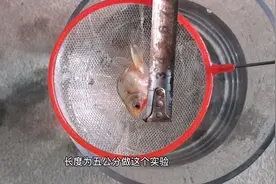 突遇停电一天，这种高氧金鱼一定条件下多久会出现缺氧表现？视频封面
