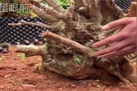 “下山桩”黄杨素材栽种不发芽？用什么方法能够让它重新发芽呢？视频封面
