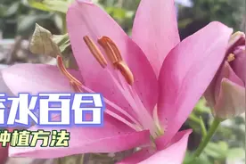 网购香水百合种植步骤及注意事项 揭秘用球根瓣方式培植 新年花卉视频封面