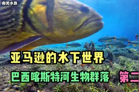 亚马逊的水下世界！巴西喀斯特河生物群落探访 第二集视频封面