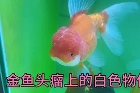 金鱼头瘤上的物体，白色的小点是什么东西？ 不要乱治疗视频封面