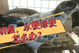 鸽子经常水便绿便，土霉素等抗菌药都用了，不见好转？一招解决了视频封面
