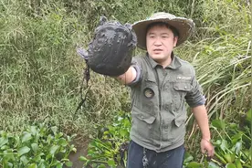 水塘布满水葫芦，发现了一只甲鱼在岸边，江风行动起来了视频封面