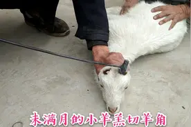 羊角太长怕伤害到人，未满月的羊羔用这个方法，  轻松把羊角去除