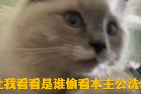 来和我一起给憨憨洗澡/给幼猫洗澡的步骤视频封面