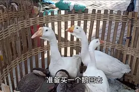 阳江大八镇等圩日，12元一斤大白鹅，是不是比猪肉便宜多了？视频封面