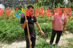 果树黄化的根本原因及解决方案视频封面