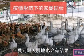 疫情后有没有影响？🐔100块3只，鹅120一只，白菜价甩卖，难搞视频封面