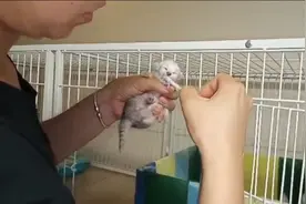 大龙收猫：给刚出生的小猫，喂奶（实战教学）视频封面