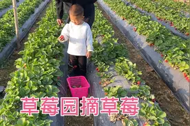 深圳的冬天好美，强烈推荐深圳一处草莓园，果大味甜价格优惠视频封面