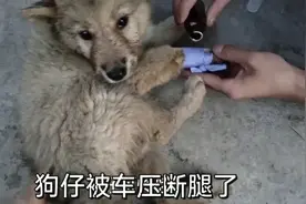 狗仔跑出去玩被车压断腿了，我弟帮它固定然后放药酒视频封面