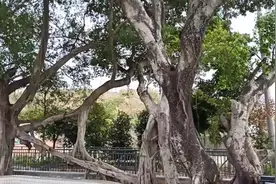 大自然最奇特的榕树就在～广东潮阳视频封面