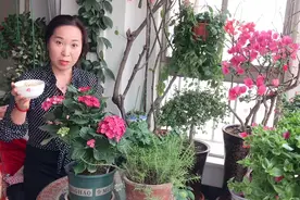 养花叶子发黄怎么办？用这种东西，一周叶片变得绿油油！视频封面