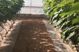 葡萄萌芽前使用石硫合剂清园的最佳时间您知道吗？视频封面