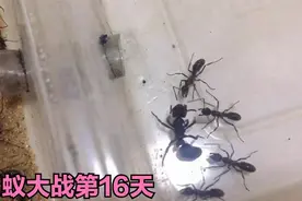「蚂蚁城堡大战」红足穴猛蚁1V2个国家，同时攻打2个部落