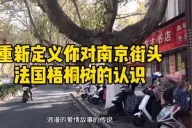 南京人称呼多年的“法国梧桐”其实不是梧桐也不是产自法国视频封面