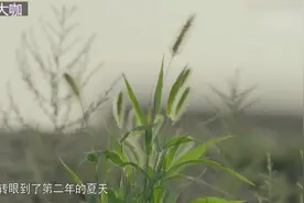 西夏王陵6号陵的挖掘堪称奇迹！复原国宝级琉璃鸱吻视频封面