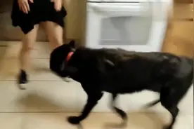 狗狗看到女主人回家，立马的摇尾巴扑到身上，一看感情就很好！视频封面