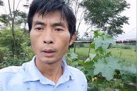 露地丝瓜种植，这样整枝，做到持续长时间采收，还怕没有好价格吗视频封面