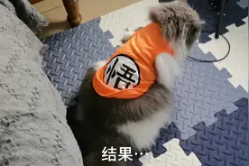 9斤的小猫原来这么胖吗，大码的衣服都穿不下了视频封面
