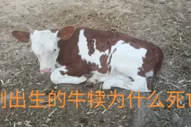 刚出生的牛犊为什么死亡？是什么原因？养殖小伙分析牛犊死亡原因视频封面