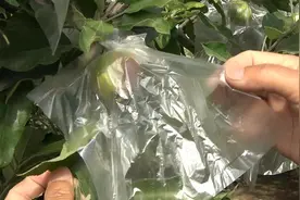 买苹果时，很多苹果上都有袋子，这个袋子怎么来的，有什么用呢？视频封面