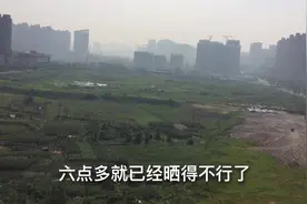 绿萝好养活，还可以这样种，家门口一片大空地，建啥比较好？视频封面