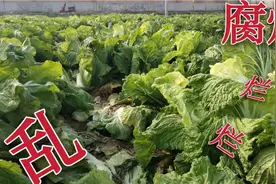 地里的白菜，萝卜腐烂的5大原因及改善方法视频封面