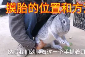 阿军实际操作给家兔摸胎，说说摸胎的位置和技巧，原来如此简单视频封面
