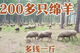 邻俄罗斯边境牧民养的200只羊，卖多少钱一斤？一年能赚多少钱视频封面