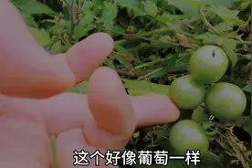 农村山上见到的野果，像青葡萄，尝了一下，会中毒吗？