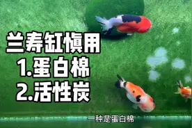 干货分享，兰寿缸过滤慎用蛋白棉和活性炭，不要做为常规滤材使用视频封面