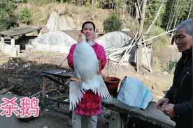 鹅这样杀，轻松去毛不费劲，毛拔干干净净视频封面