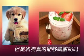狗狗能喝酸奶吗，喝酸奶对狗狗的健康有没有影响呢视频封面