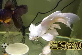 溃烂特效药效果显著，蝴蝶鲤烂鳞出血，已经恢复