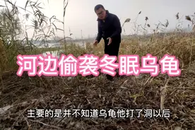 为了抓冬眠乌龟步行河边5公里，最后的收货我服了！视频封面