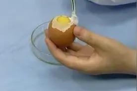 生物初中实验——观察鸡蛋结构（我知道你们快实验会考了）视频封面