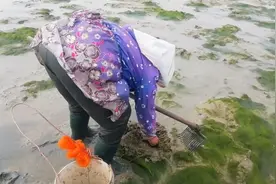 广西北海农村人去赶海，收获满满，乐趣诸多视频封面